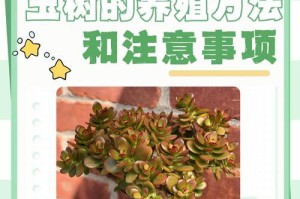 玉珠莲的养殖技巧与注意事项（打造美丽庭院，从玉珠莲开始）