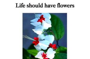 龙吐珠的开花奇迹（探寻龙吐珠开花的秘密与方法）
