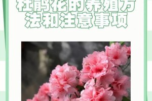 杜鹃花养殖之温度要求