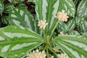 夏天如何养护以花叶冷水花（打造清凉花海的秘诀）