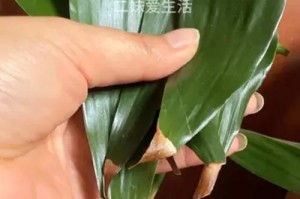 水培转运竹的养护技巧（打造翠绿青葱的转运竹，从不黄叶开始）