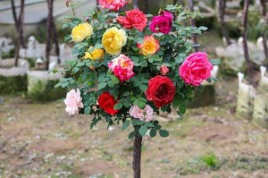 手把手教你栽培月季花（以小白也能轻松养活你的月季花！）