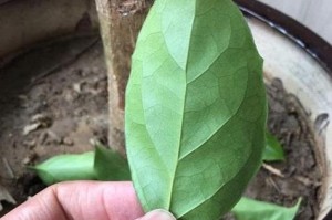 金钱树黄尖怎么办？（简单方法让你的金钱树恢复生机）
