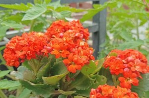 长寿花的种植与养护（打造花园中的永恒之美）