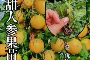 人参果的种植与适应环境（探究人参果的生态环境和种植技巧，打造宜人的种植环境）