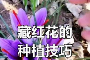如何选择适合的藏红花种球？（科学挑选品质优良的藏红花种球，打造丰收好花田）