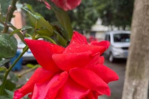 美丽的花垂下来了——如何处理花垂下来了的问题（解决花垂下来了问题的有效方法）