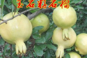 石榴结果过多，如何处理？（合理管理石榴果实的方法与技巧）