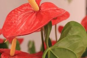 红掌花的养殖与养护（从零开始，成为红掌花养护达人）