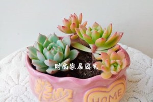 多肉蓝石莲侧芽的修剪与繁殖技巧（多肉植物侧芽繁殖，轻松打造多肉花园）