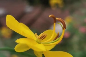 决明子花养护指南（打造优美花园，享受决明子花的美丽）