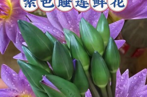 睡莲花的枯萎与复苏（观察睡莲花枯萎的原因及救治方法）