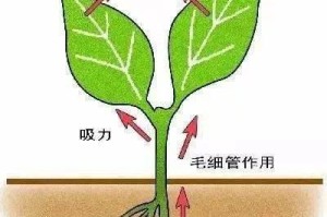探究海藻酸对植物的作用（从营养吸收到生长发育，海藻酸的多重功效）