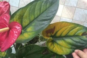 红掌叶子变黑发黄的原因及解决方法（揭秘红掌叶子变色的原因，教你如何拯救你的红掌植物）