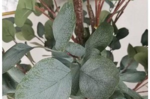工厂种植适宜树种的绿化建设（提高空气质量，为生产提供生态保障）