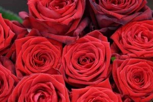 解读6朵玫瑰花花语（了解玫瑰花代表的含义，用花语表达情感）