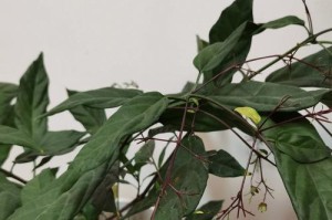 秋季茉莉花掉叶原因及解决方法（探究茉莉花秋季掉叶的原因以及有效应对之道）