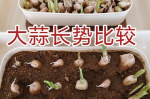 水培大蒜的做菜技巧（口感鲜美、营养丰富，水培大蒜让你的菜肴更美味）