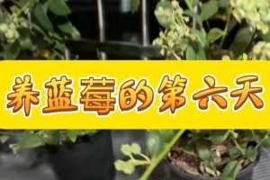 家里养蓝莓，风水大吉！（如何借助蓝莓提升家庭风水）