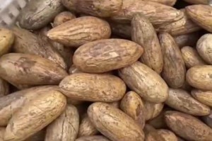探寻菩提子的神秘故乡（揭秘菩提子产地的历史沿革及种植技巧）