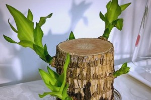 以巴西木冬天的美景和活动（探索南美热带天堂，感受巴西木冬天的魅力）