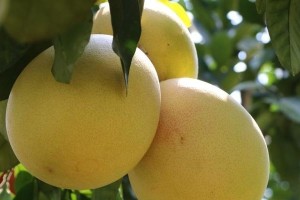 蜜柚成熟时间剖析（掌握蜜柚成熟的时间节点）