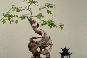 《紫荆花盆景养护指南》（打造美丽花园的关键技巧与秘诀）