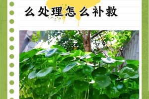 叶子发黄怎么办？——寻找解决方案的方法（针对叶子发黄的问题，采取正确措施解决）