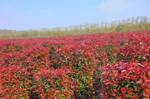 红叶石楠的种植与养护（家门口的枫叶树？这种石楠也很美！）