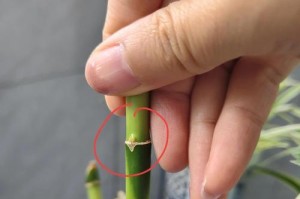 水培竹子的根的剪裁方法（简单操作，让水培竹子更健壮）
