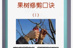树干截口处理技巧（从切割到保护，全方位解读树干截口处理方法）