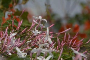 素馨花开花时间及特点（探秘素馨花的开花时间及形态特征）