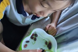 睡莲种子的发芽过程及掉落原因（探究睡莲种子发芽的关键因素及其机制）
