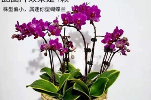 蝴蝶兰组盆12支的精彩排列之道（打造独一无二的蝴蝶兰组盆艺术景观）