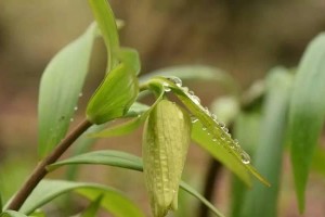 认识鹅子草——湿地宝贵植物（鹅子草的形态、特性、分布和保护）