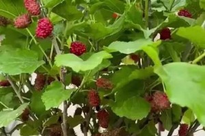 什么时候种植桑葚最好？（桑葚种植的时间与地区选择）