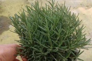 迷迭香盆景的种植与养护技巧（打造迷迭香盆景，用植物装饰生活）
