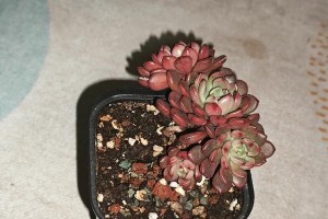 多肉红宝石叶子黄了怎么办？（解决多肉红宝石叶子黄化问题的有效方法）