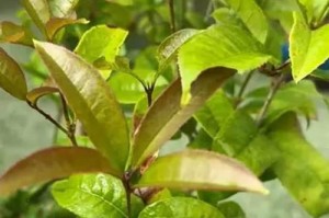 桂花树秋季浇水技巧（掌握正确的浇水方法，让桂花树秋季生长茁壮）