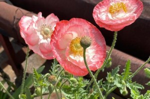 虞美人盆栽种植指南（打造居家花园的首选之花——虞美人）