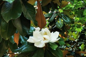 广玉兰开花时间及花期（探寻广玉兰盛放的时间和地点）