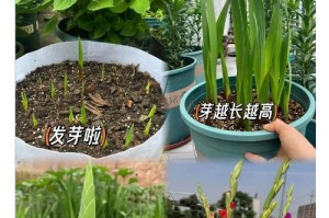剑兰与菊花的和谐共生（美丽花朵的完美组合）