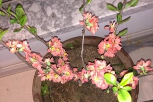 海棠叶子发蔫，该如何应对？（原因分析与救治方法，助你解决困扰）