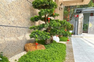 佛甲草——喜阳还是喜阴？（解读佛甲草的生长环境及养护技巧）