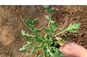 虞美人种植方法详解（培育虞美人的关键技巧与注意事项，打造美丽花园的不二选择）