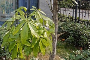 红军粮——一种特殊的植物食品（揭秘红军粮的来源和营养价值）