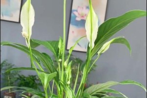 白掌越冬养护方法（如何安全地过冬？）