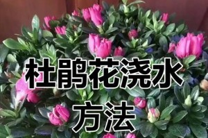 如何正确浇水养护冬季的杜鹃花（冬天养护杜鹃花的浇水技巧及注意事项）