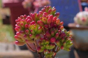 以虹之玉的分株繁殖技巧（培育新生命，让虹之玉生生不息）
