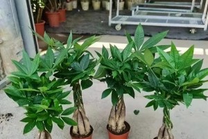 发财树水培还是土培更好？（比较优缺点，选择最适合的方法）